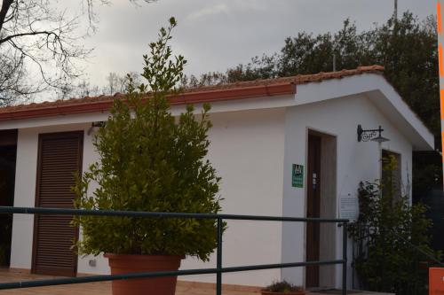 a small white building with a tree in front of it at Villaggio Camping Bosco Selva in Alberobello