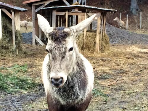 アパートメントの敷地内または近くにいる動物