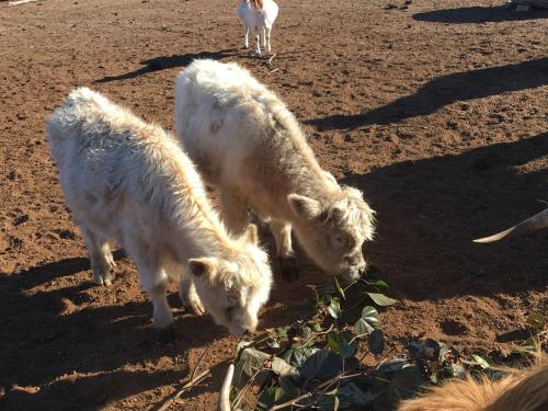 three white sheep are standing in the dirt at Jarrah Glen Cabins in Nannup
