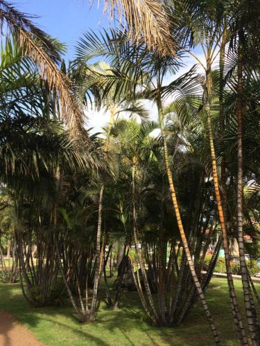 Κήπος έξω από το New apartment center Los Cristianos