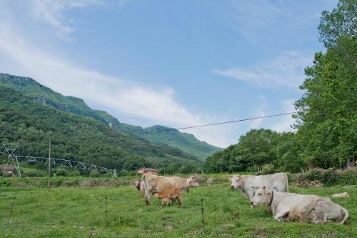 a group of cows grazing in a field of grass at Mas El Ferrés in Joanetes