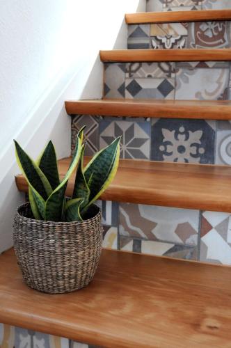 a plant in a basket sitting on a wooden bench at Hacienda Rooms in Friedrichshafen