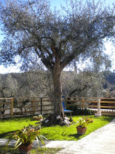 a tree in front of a fence with two potted plants at la casetta del nonno in Arcola