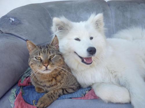 a dog and a cat sitting on a couch at Pitznerhof in Maranza