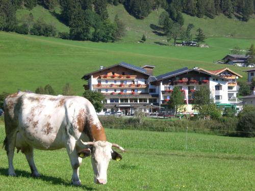 a cow grazing in a field in front of a building at Hotel Wildauerhof in Walchsee