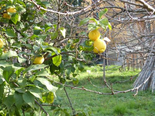 a bunch of oranges hanging from a tree at Ca' da Valeria in Chiavari