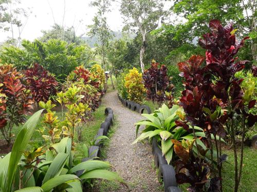 a garden with many different types of plants at Nacientes Lodge in Bijagua