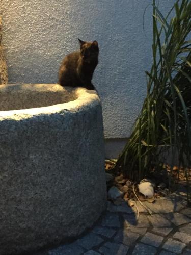 a black cat sitting on top of a stone planter at Pension Sunnseitn - Gasthof - Café - Weinkeller in Haslach an der Mühl