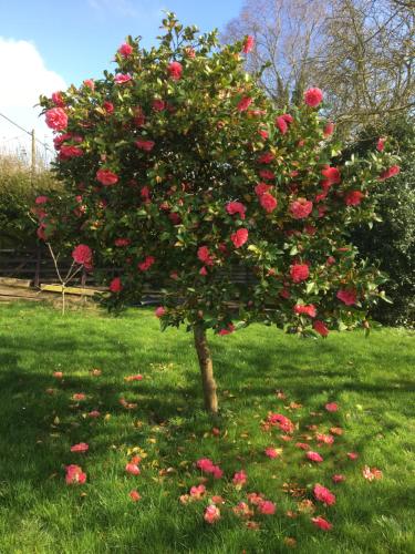 a tree filled with red roses in the grass at Little Banks Barn in Ringwood