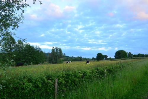 two cows grazing in a field of tall grass at Aparthotel Ons Epen in Epen