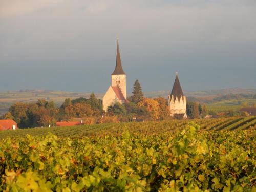 a vineyard with two churches and a field of grapes at Pension Rudi - Weingut Kellner in Pulkau