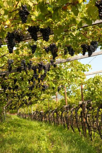 a row of grapes hanging from a wooden fence at Biobauernhof St. Quirinus in Caldaro