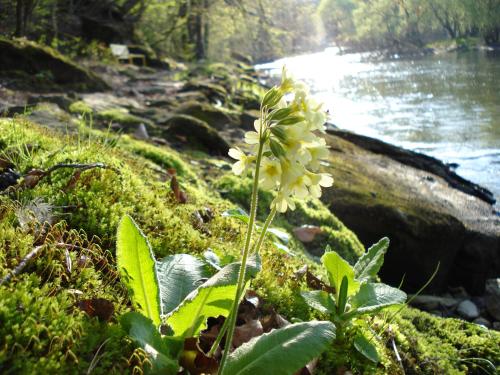 a flower is growing on the side of a river at Pension Rudi - Weingut Kellner in Pulkau