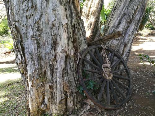 an old wagon wheel attached to a tree at Casa del Cafe-Familiar in Heredia