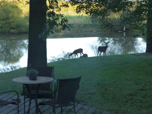 Zvířata v bed and breakfast nebo okolí
