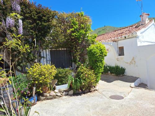 Casita Tomate