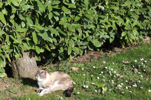 a cat laying in the grass next to a tree at Fattoria di Rigone in Coltavolino