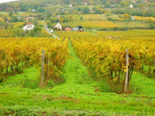 a vineyard in the middle of a field at Liszkay Borkúria in Monoszló