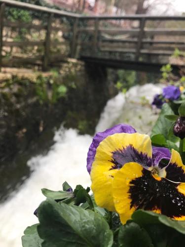 a yellow and purple flower with a bridge in the background at Asimina Guesthouse, Eptalofos Parnassos in Eptalofos