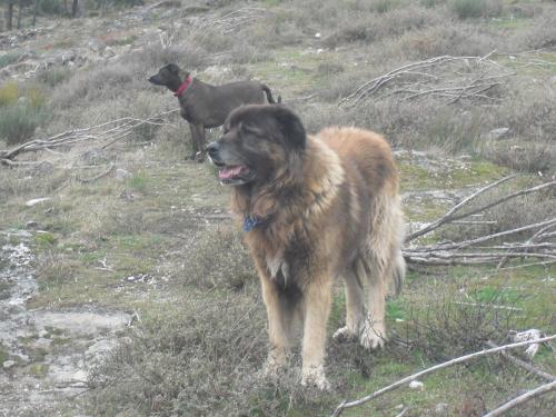 a dog standing in a field with two sheep in the background at Terra Mista Alojamento Local in Gouveia