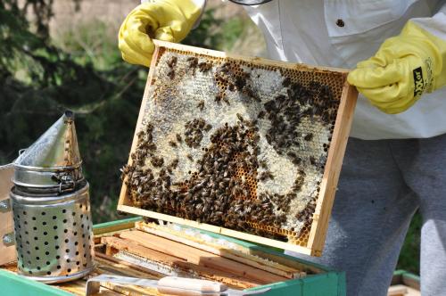 a beekeeper holding a frame with a beehive at Jasminowe Wzgorze in Wilkanów