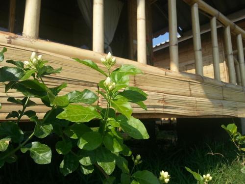 a plant with white flowers in front of a wooden deck at Tulip Resort Pai in Pai