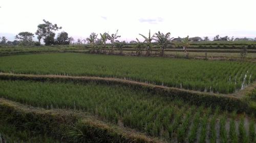 Foto da galeria de Griya Bun Sari em Sukawati