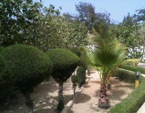 a garden with green bushes and a palm tree at Eco-Lodge Hotel Oasis Fishing in Saint-Louis