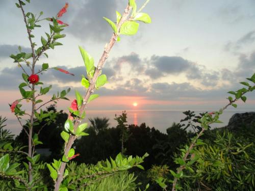 a plant with a sunset in the background at Piccola Baia in Scopello