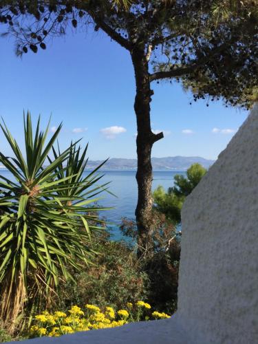 a view of a body of water with a tree at Rosys Little Village in Skala