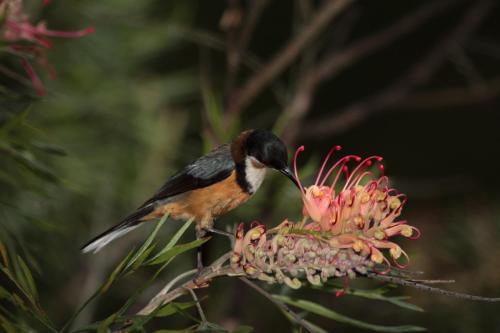 a bird perched on top of a flower at Stonewood Views in Diwan