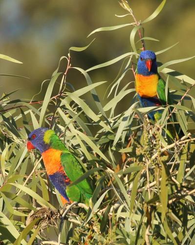 two colorful birds sitting on top of a tree at Stonewood Views in Diwan