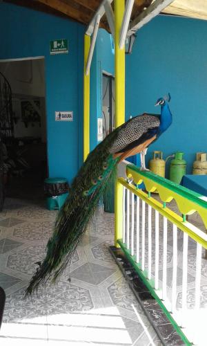 a peacock is standing on a fence at Finca Azulinas in La Tebaida