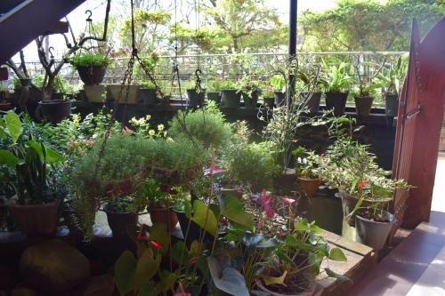 a greenhouse filled with lots of potted plants at Highcliffe Guest House in Haputale