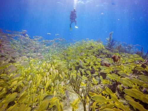 a person is swimming over a coral reef at Posada Miss Portia in Providencia