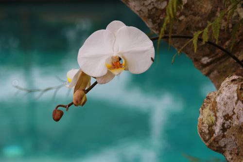 un primer plano de una flor blanca en un árbol en Melanting Cottages, en Munduk