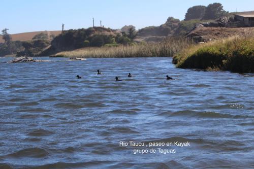 a group of people swimming in a river at Casona Patrimonial Cobquecura Hotel Boutique in Cobquecura
