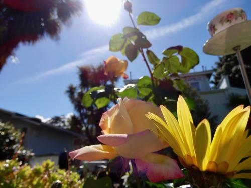 a bouquet of flowers with the sun in the background at Ah House City B&B Nelson in Nelson