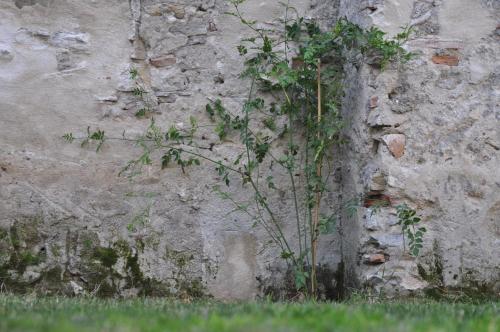 Κήπος έξω από το Convento Tarifa