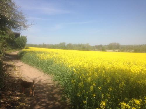 a dog walking down a dirt road next to a field of yellow flowers at Taylors Guesthouse in Salisbury