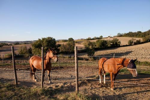 two horses standing behind a fence in a field at Casale Talevi in Cartoceto