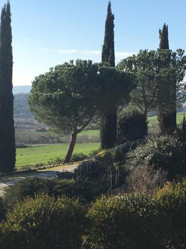 a tree in the middle of a field with a road at Bagno Santo Residence in Saturnia