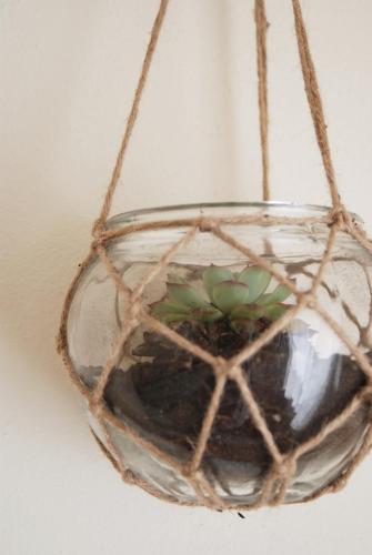 a plant in a glass bowl with a plant in it at Hakuna Matata Hostel in Zambujeira do Mar
