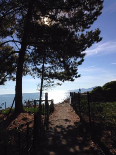 un sentiero che conduce all'oceano con un albero di Ferntree Cottage a Mapua
