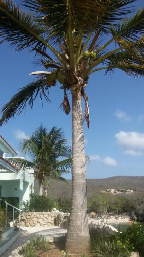 two palm trees in front of a house at Bon Bini Lagun Curacao in Lagun