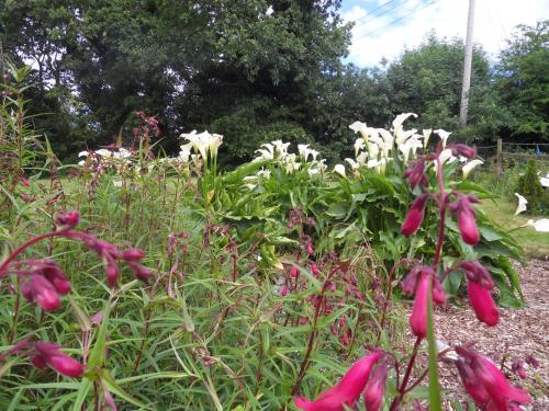 a garden with red flowers and white flowers at Ethan House in Killarney