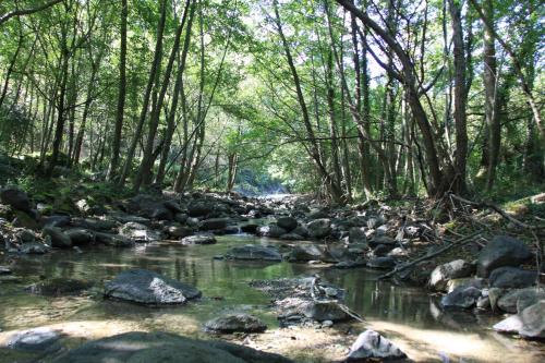 a stream in a forest with rocks and trees at Ferme du Pic d'Allier in Saint Martin sur Lavezon