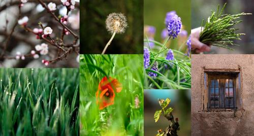 a collage of pictures of flowers and a bird house at Cal Barceló in Vandellós