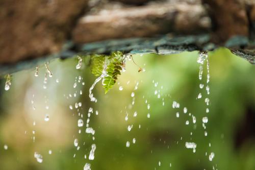 a close up of water dripping from a tree at Sofitel Kia Ora Moorea Beach Resort in Maharepa