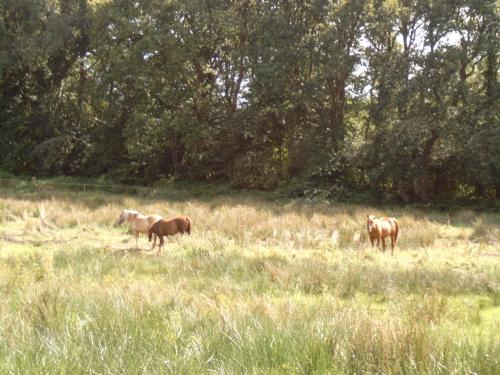 three horses standing in a field of tall grass at Hotel de Vriezerbrug in Tynaarlo